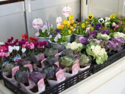 双葉農の駅 甲斐市 お土産 直売所 3