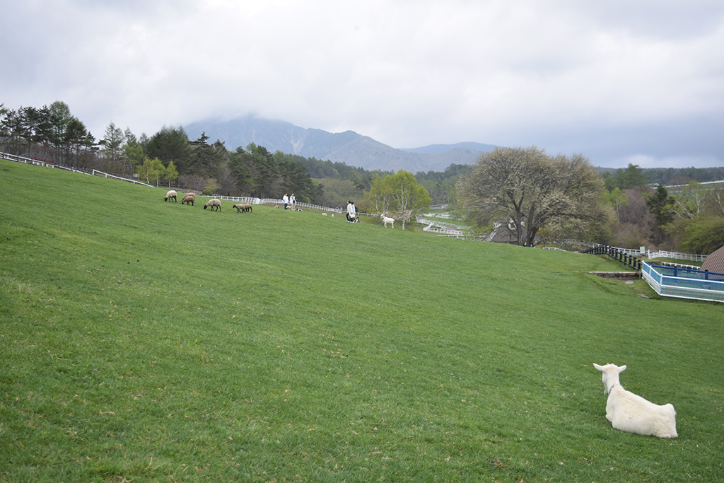 まきば公園 写真4