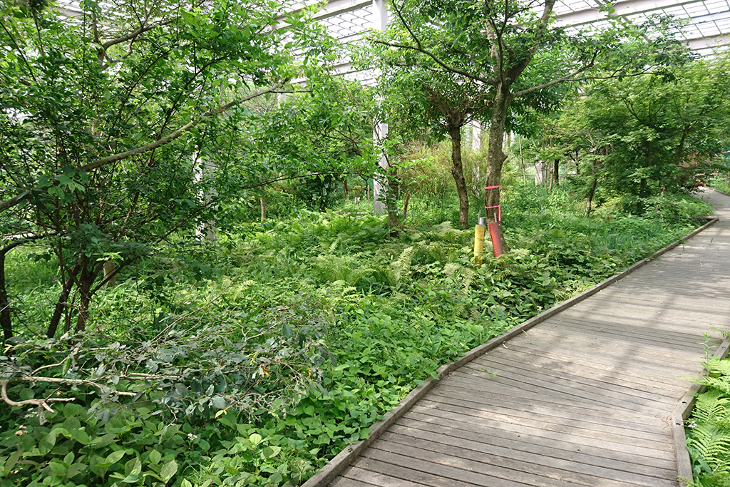 北杜市オオムラサキセンター 写真4