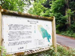 稲山ケヤキの森