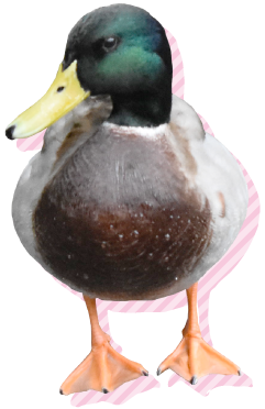 富士花鳥園アイコン