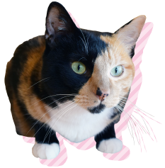 猫カフェハコブネコアイコン