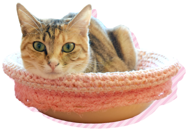 猫カフェハコブネコアイコン