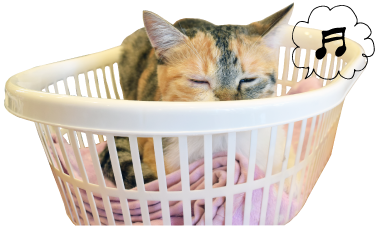 猫カフェハコブネコアイコン