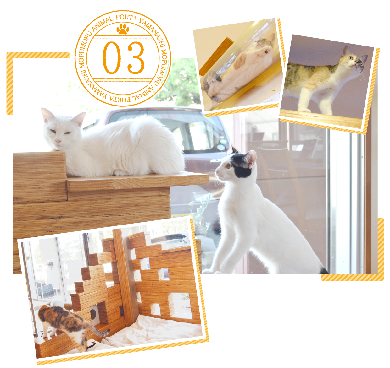 猫カフェハコブネコポイント3