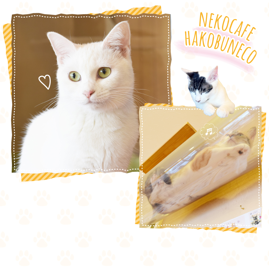 猫カフェハコブネコ
