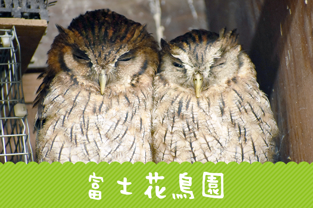富士花鳥園