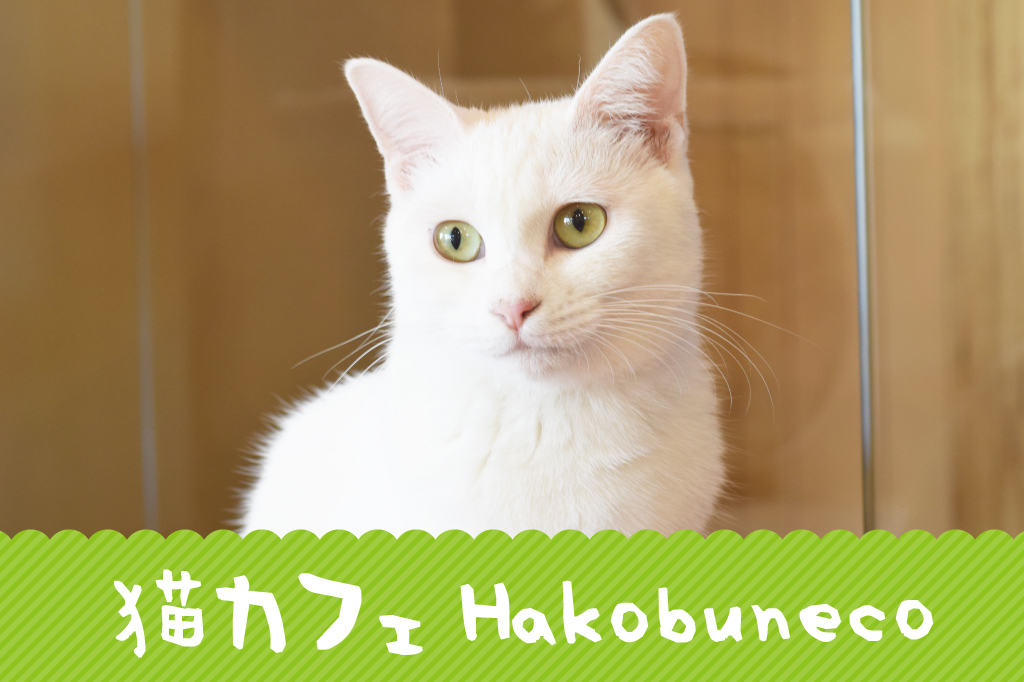 猫カフェ ハコブネコ