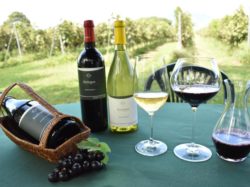 Wine Café  Merle