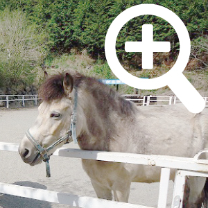 ノースランドライディングクラブの乗馬写真4