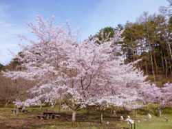 三ツ峠さくら公園 西桂町 遊ぶ学ぶ 公園 5