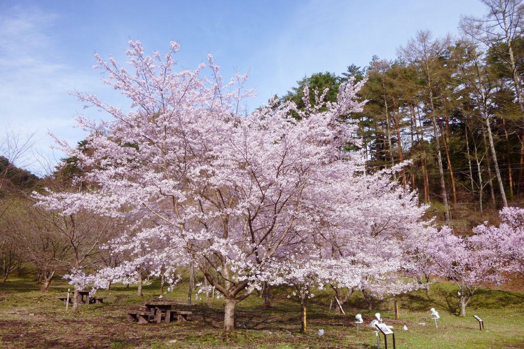 三ツ峠さくら公園 西桂町 遊ぶ学ぶ 公園 5