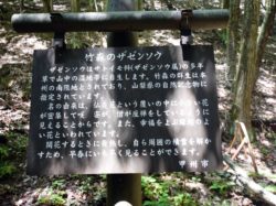 玉宮ザゼン草公園 甲州市 公園 4