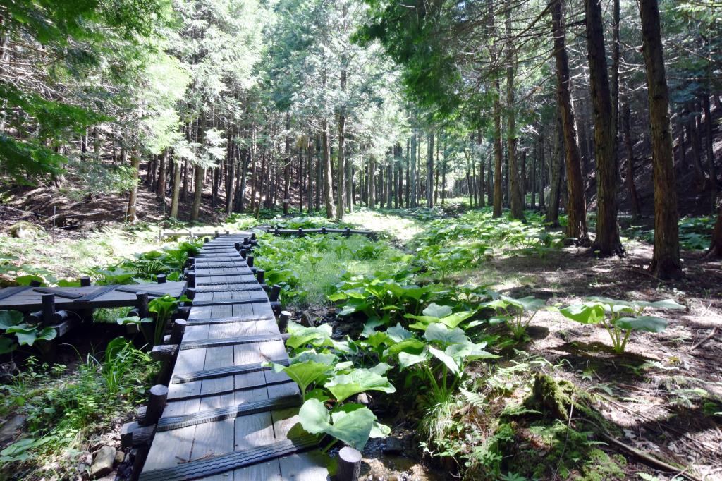 玉宮ザゼン草公園 甲州市 公園 3