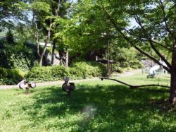 八代浅川砂防公園 笛吹市 公園 5