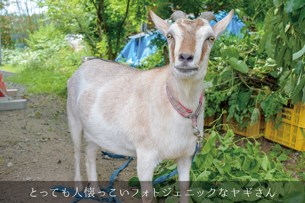 草至庵のフォトギャラリー6