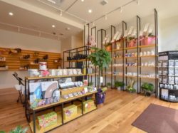 Lupinus 甲府市 ショップ 2
