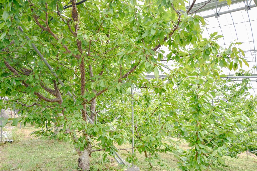 いいじまフルーツ観光園 山梨市 遊ぶ学ぶ 4