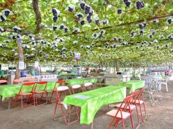 美咲園 笛吹市 観光農園 フルーツ狩り 3