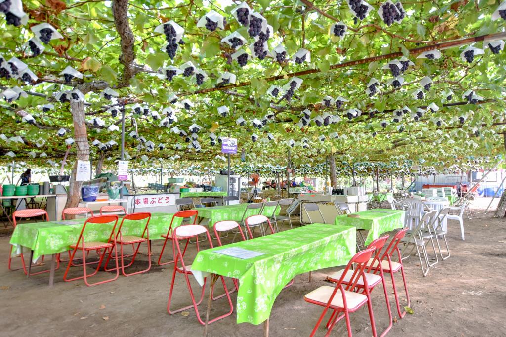 美咲園 笛吹市 観光農園 フルーツ狩り 3