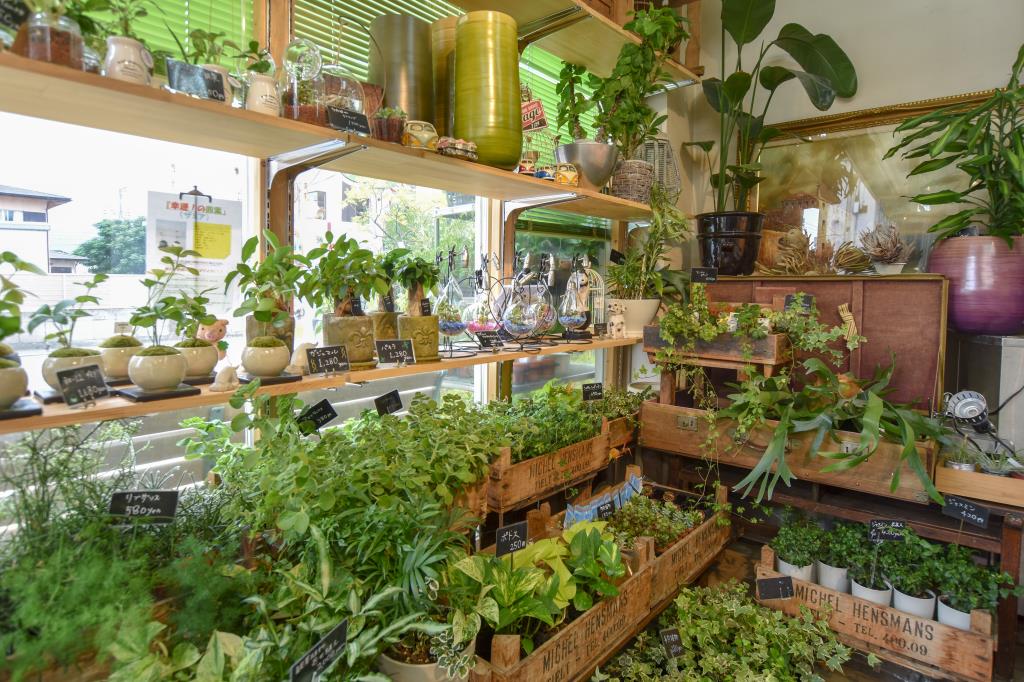 花の樹 石和町 ショップ 3
