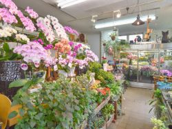 花の樹 石和町 ショップ 2