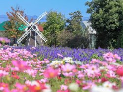 ハーブ庭園 旅日記 勝沼庭園 甲州市 温泉 スパ 5