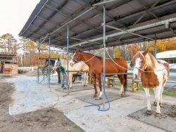 ウエスタン乗馬クラブ パディーフィールド 鳴沢村 レジャー アウトドア 4