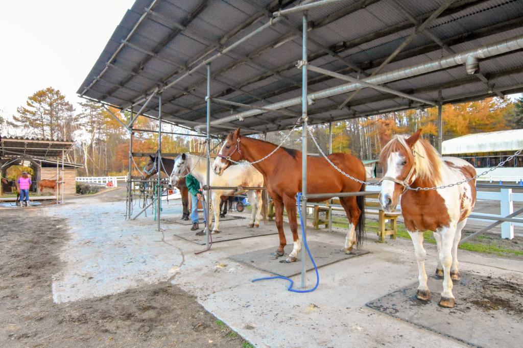 ウエスタン乗馬クラブ パディーフィールド 鳴沢村 レジャー アウトドア 4