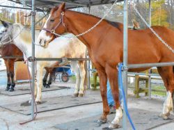 ウエスタン乗馬クラブ パディーフィールド 鳴沢村 レジャー アウトドア 3