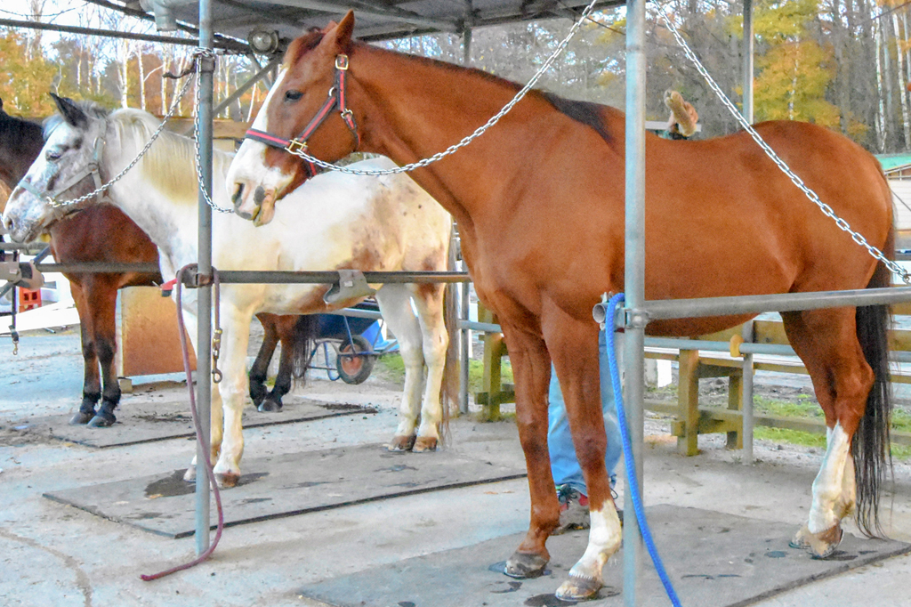 ウエスタン乗馬クラブ パディーフィールド 鳴沢村 レジャー アウトドア 3