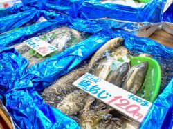 栄正水産 富士河口湖町 フード/ドリンク 3