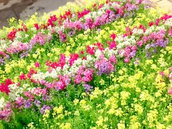 八ヶ岳花の小道 北杜市 ショップ 4