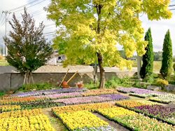 八ヶ岳花の小道 北杜市 ショップ 2