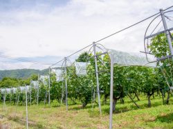 機山洋酒工業株式会社 甲州市 ワイナリー 工場 5