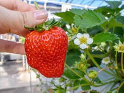 いちかわベリーハウス 山梨市 観光農園 フルーツ狩り 1