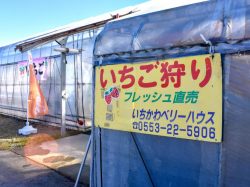 いちかわベリーハウス 山梨市 観光農園 フルーツ狩り 4