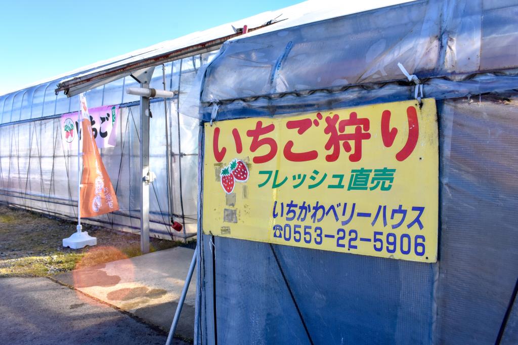 いちかわベリーハウス 山梨市 観光農園 フルーツ狩り 4