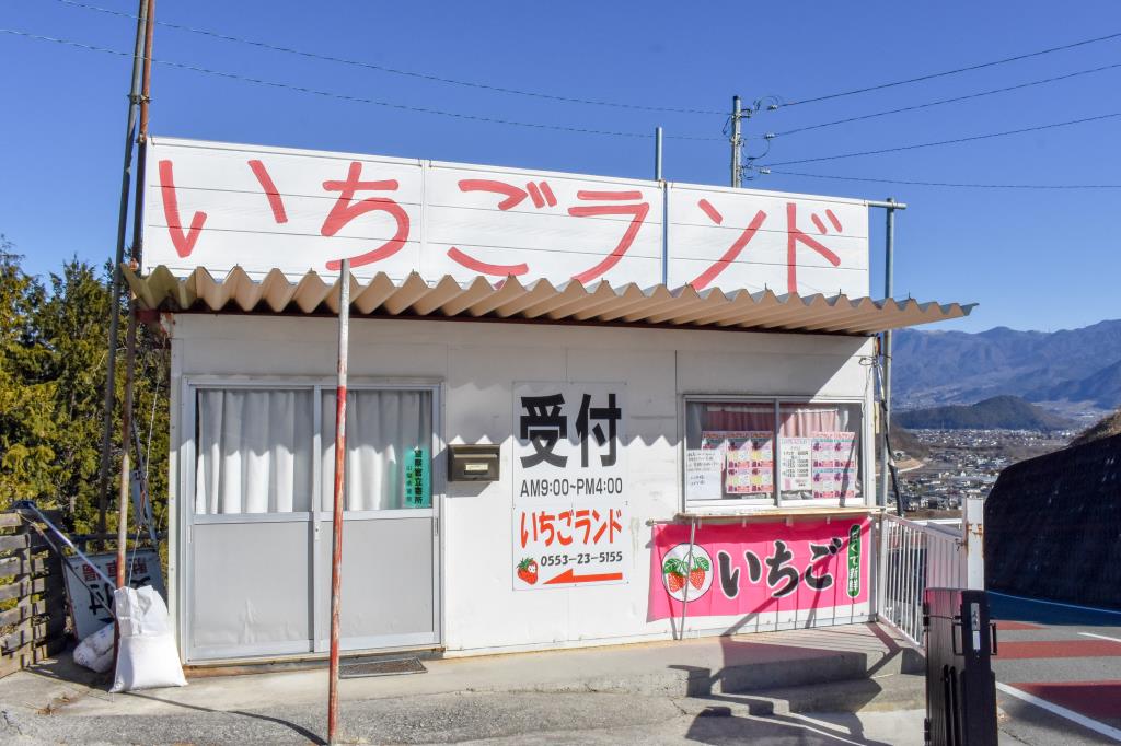 いちかわベリーハウス 山梨市 観光農園 フルーツ狩り 5