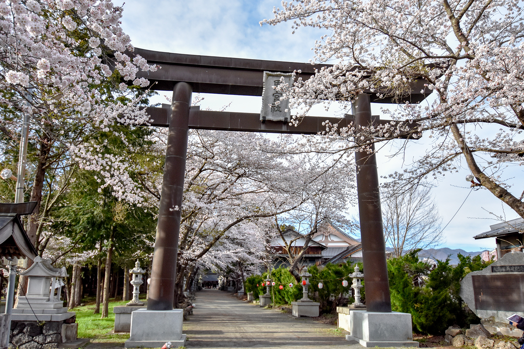 富士御室浅間神社の桜