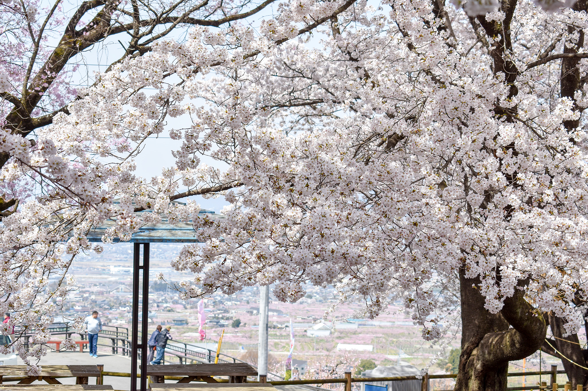 花鳥山一本杉公園の桜 写真1