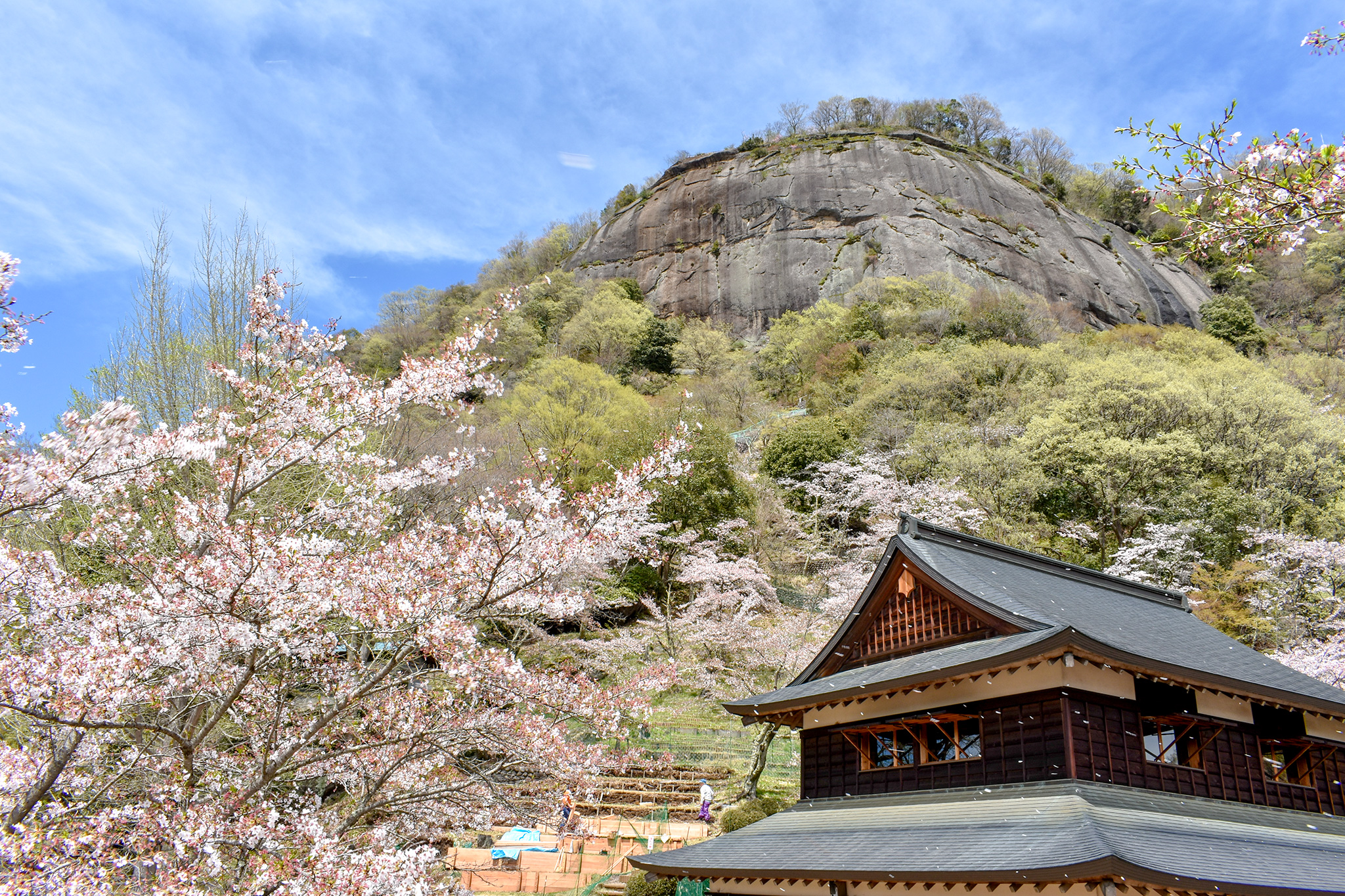 岩殿山の桜