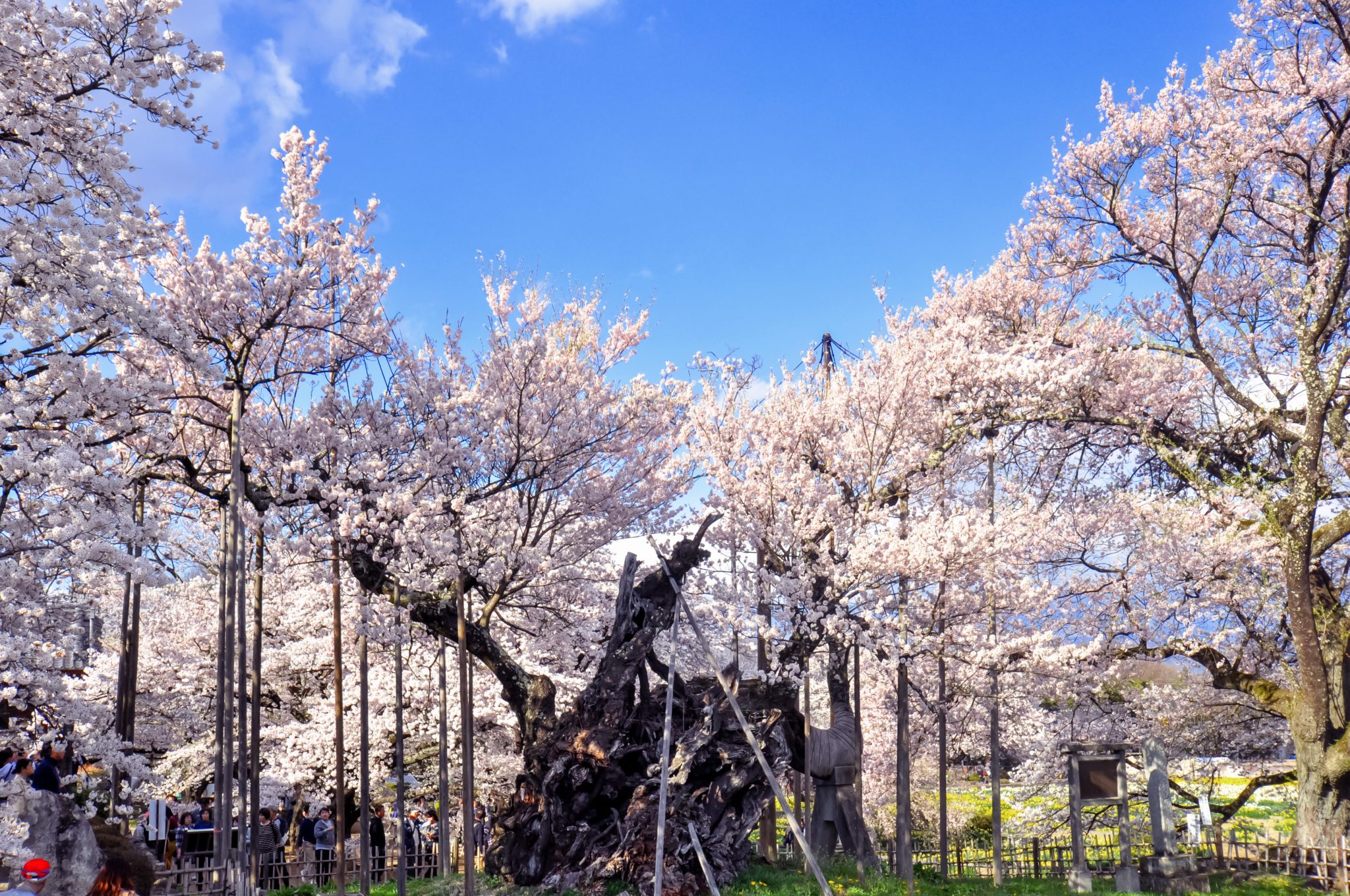 山高神代桜 写真1