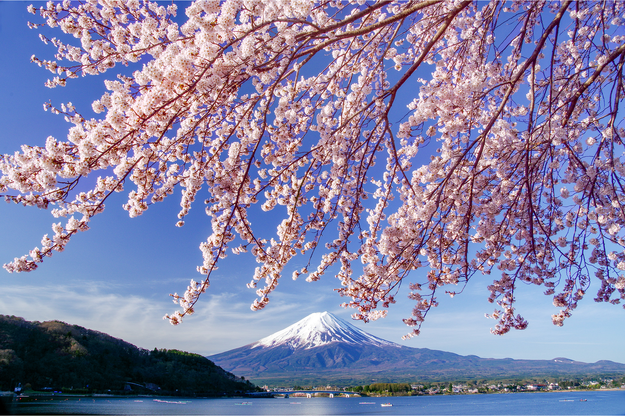 河口湖北岸の桜 写真1