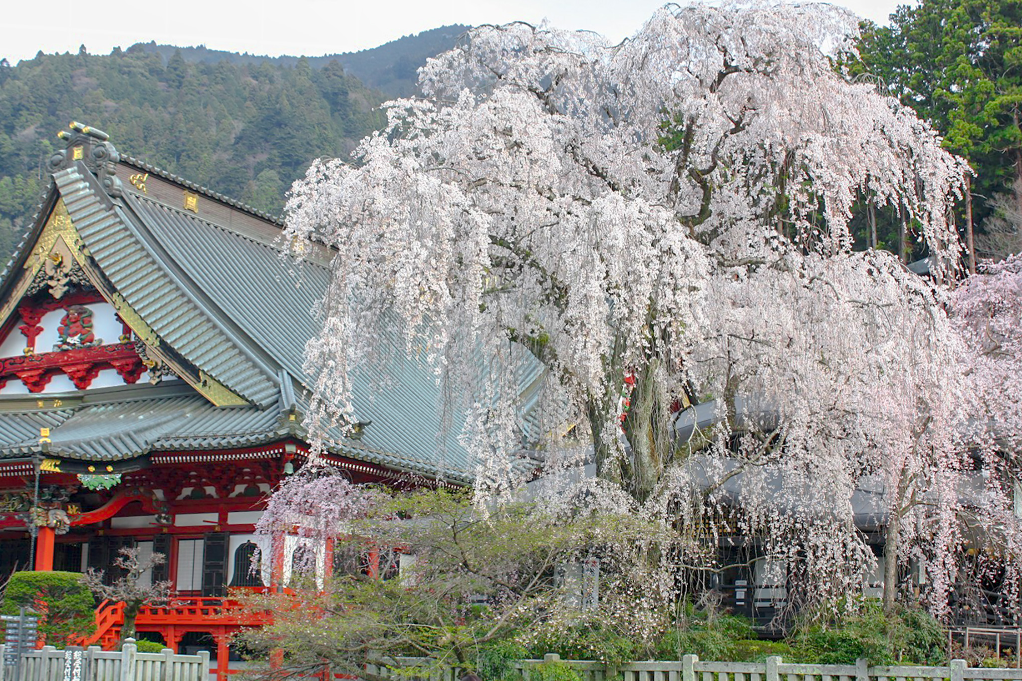 身延山久遠寺の桜