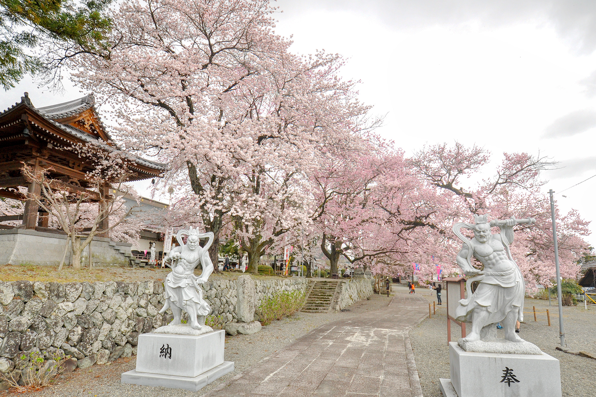 妙了寺の桜