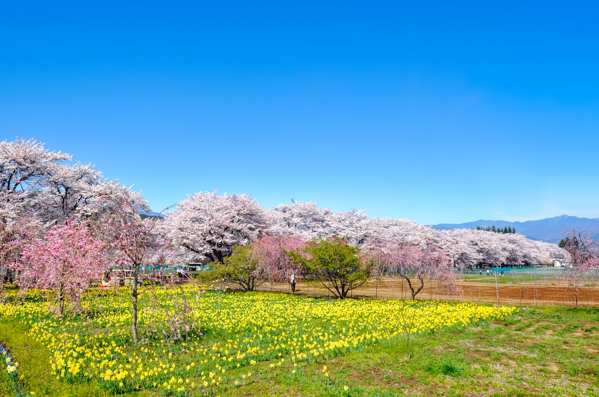 眞原桜並木 写真1