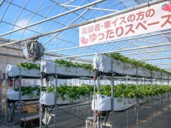 昭和やさい畑いちご園みない 昭和町 観光農園 フルーツ狩り 3