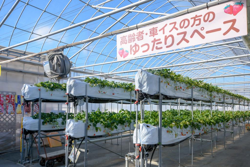 昭和やさい畑いちご園みない 昭和町 観光農園 フルーツ狩り 3