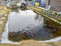 おさかなつり とと 昭和町 遊ぶ学ぶ 5